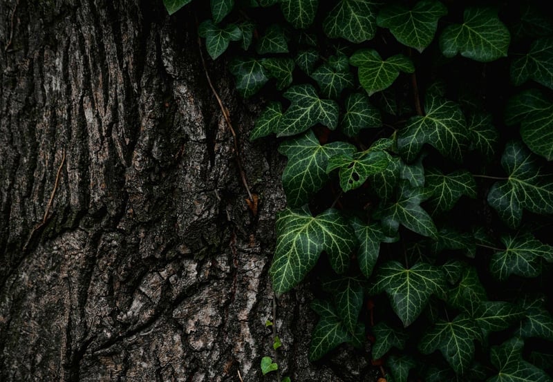Tree Trunk Archway