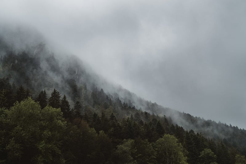 Whimsical Woods