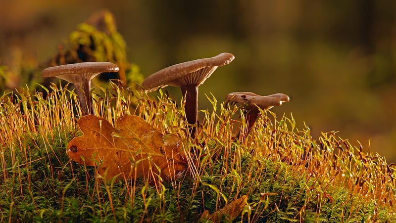 Moss Centerpiece