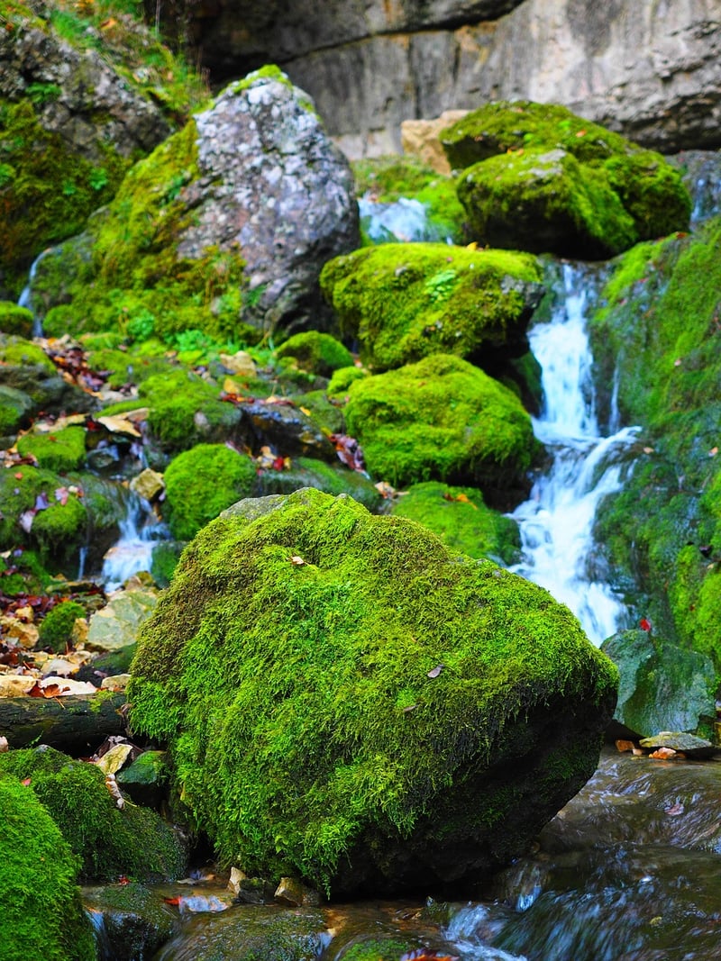 Moss Terrarium